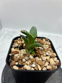 Agave ホリササ(No.29)子株(Lize血統) 抜き苗発送