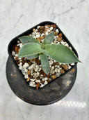 Agave 甲蟹x屈原(No.？)子株⑤(Lize血統) 抜き苗発送