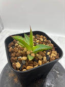 Agave ホリササ(No.27)子株③(Lize血統) 抜き苗発送