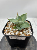 Agave 甲蟹交種子株(Lize血統) 抜き苗発送