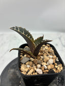 Agave titanota 白鯨子株(Lize血統) 抜き苗発送