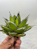 Agave ホリササ(No.21)(Lize血統) 抜き苗発送