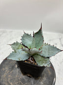 Agave 激怒之舞(No.？)子株②(Lize血統) 抜き苗発送