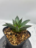 Agave ホリササ(No.21)子株(Lize血統) 抜き苗発送