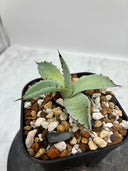 Agave 激怒之舞(No.？)子株⑥(Lize血統) 抜き苗発送