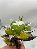 Agave titanota 虎鯊子株(Lize産) 抜き苗発送