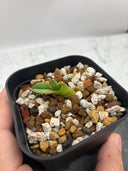 Agave titanota 大白鯊子株①(Lize血統) 抜き苗発送