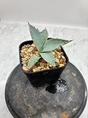 Agave 激怒之舞(No.？)子株①(Lize血統) 抜き苗発送