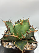 Agave titanota シーザー子株(Lize血統)　抜き苗発送