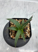 Agave ホリササ(No.11)子株(Lize血統) 抜き苗発送