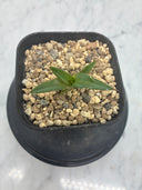 Agave ホリササ(No.7)子株(Lize血統) 抜き苗発送