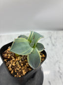 Agave Orizaba子株（US血統）抜き苗発送