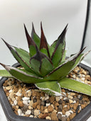 【Indoor Jungle Issue n°11掲載株】アガベ 黒火焔x笹之雪子株(Lize血統)　抜き苗発送