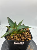 Agave ホリササ(No.27)子株②(Lize血統) 抜き苗発送