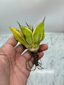 Agave キュービック黄覆輪子株②（台湾産）　抜き苗発送