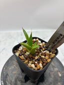 【Indoor Jungle Issue n°11掲載株】アガベ 黒火焔x笹之雪子株②(Lize血統)　抜き苗発送