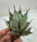 Agave 激怒之舞(No.53)子株①(Lize血統) 抜き苗発送