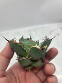 Agave titanota 黒鯨子株(Lize血統) 未発根発送