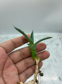 甲蟹x屈原子株（No.42) Lize血統 第3世代　抜き苗発送
