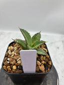 Agave titanota フィリグリー子株①(Lize血統）抜き苗発送