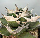 Agave titanota SAD子株③(南アフリカ血統）抜き苗発送