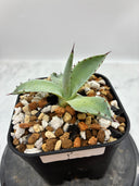 Agave 激怒之舞(No.？)子株⑥(Lize血統) 抜き苗発送