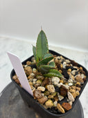 Agave titanota 緑煌子株(Lize産) 抜き苗発送（緑煌タグ付き