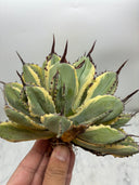 Agave キュービック黄覆輪（台湾産）　抜き苗発送