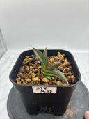 Agave ホリササ(No.18)子株(Lize血統) 抜き苗発送