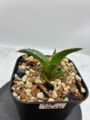 Agave ホリササ(No.29)子株(Lize血統) 抜き苗発送