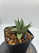 Agave ホリササ(No.39)子株②(Lize血統) 抜き苗発送