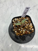Agave titanota 烈焔子株②(Lize産) 抜き苗発送