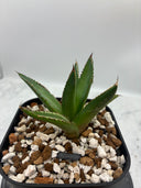 Agave ホリササ(No.30)子株(Lize血統) 抜き苗発送