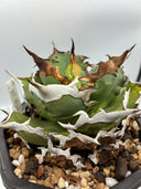 Agave titanota シャークソード子株①(Lize血統）抜き苗発送