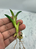 Agave titanota 狂刺夕映子株(Lize血統) 抜き苗発送