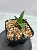 Agave ホリササ(No.29)子株(Lize血統) 抜き苗発送