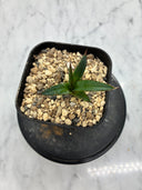 Agave ホリササ(No.20)子株①(Lize血統) 抜き苗発送