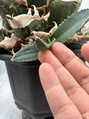 Agave titanota SAD子株④(南アフリカ血統）抜き苗発送