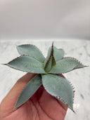 Agave 甲蟹x屈原(No.28)子株①(Lize血統) ベアルート発送