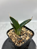 Agave titanota SAD子株④(Lize血統）抜き苗発送