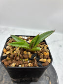 Agave ホリササ(No.？)子株①(Lize血統) 抜き苗発送