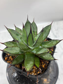 Agave 甲蟹x笹之雪子株(Lize血統) 抜き苗発送