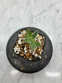 Agave 激怒之舞(No.19)子株①(Lize血統) 抜き苗発送
