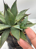 Agave 甲蟹x笹之雪子株①(Lize血統) 抜き苗発送