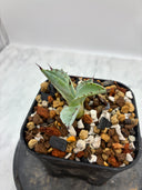 Agave 激怒之舞(No.？)子株⑦(Lize血統) 抜き苗発送