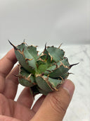 Agave titanota 黒鯨子株(Lize血統) 未発根発送