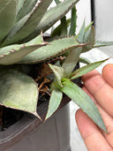 【Indoor Jungle Issue n°11掲載株】Agave 甲蟹x笹之雪子株①　(Lize血統) 抜き苗発送