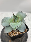 Agave 甲蟹x屈原(No.28)子株(Lize血統) 抜き苗発送
