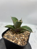 Agave titanota シャークソード子株②(Lize血統）抜き苗発送
