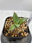 Agave titanota フィリグリー子株②(Lize血統）抜き苗発送